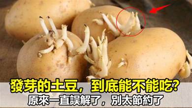 發芽的土豆，到底能不能吃，原來一直誤解了，別太節約了！