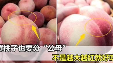買桃子也要分「公母」，不是越大越紅就好吃，挑對香甜多汁，味道更好!