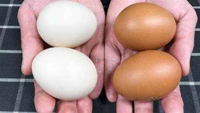 買雞蛋時，挑紅殼的還是白殼的好！售貨員不小心說漏嘴，別買錯了