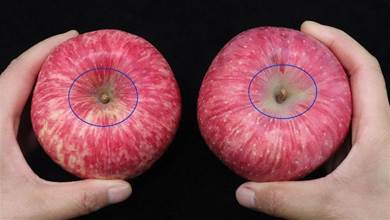 挑選蘋果有訣竅：牢記1個「小機關」，甜不甜一眼看出，方法太棒了，不學可惜了