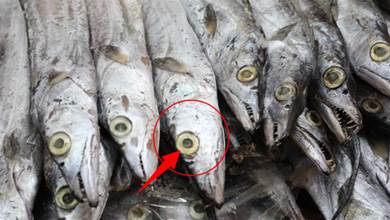 買帶魚時，要分清「黃眼」和「黑眼」，差距挺大，弄懂再買不吃虧！