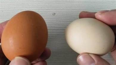 保存雞蛋時，直接冷藏會變「壞蛋」，記住4點，久放也新鮮營養高