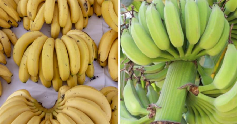 買香蕉，看大小來挑選就錯了，牢記「3買3不買」，個個新鮮又香甜