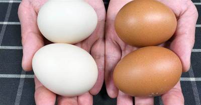 買雞蛋時，挑紅殼的還是白殼的好！售貨員不小心說漏嘴，別買錯了