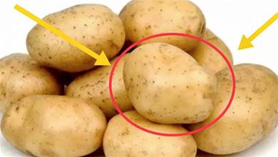 土豆久放易發芽！學會3個小妙招，放半年也新鮮，不綠不爛不發芽
