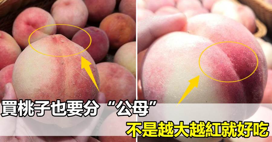 買桃子也要分「公母」，不是越大越紅就好吃，挑對香甜多汁，味道更好！