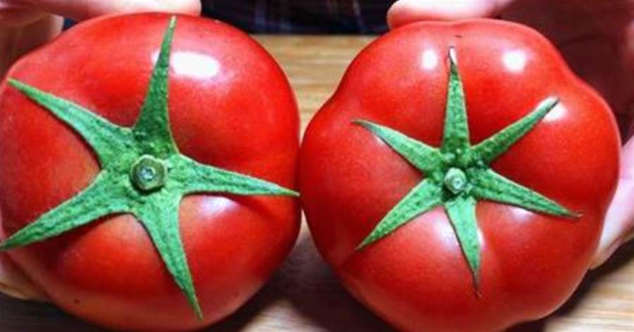 買番茄，「5葉」「6葉」要分清，區別很大，弄懂再買不浪費錢