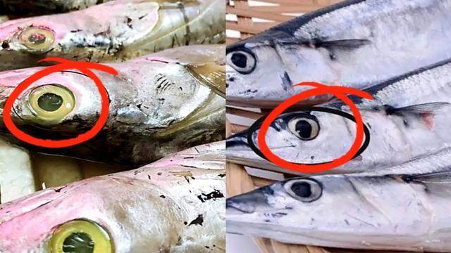 買帶魚：黑眼睛和黃眼睛區別太大了，老漁民教我3招，帶魚新鮮味道正