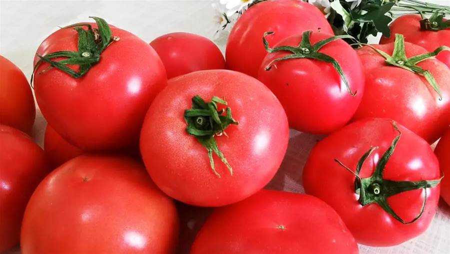 保存番茄，切記不要用冰箱冷藏，教你4個妙招，放一個月仍新鮮