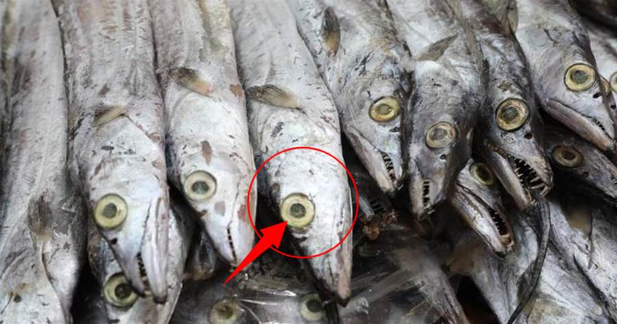 買帶魚時，要分清「黃眼」和「黑眼」，差距挺大弄懂再買不吃虧