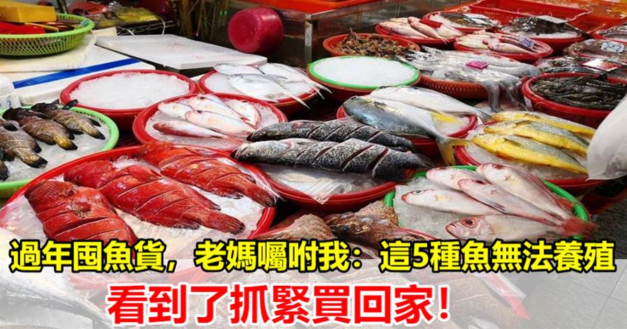 過年買魚給家人吃，懂行的人專買「這5種海魚」，目前無法人工養殖、純野生，放心吃
